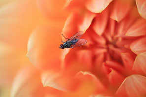 macro