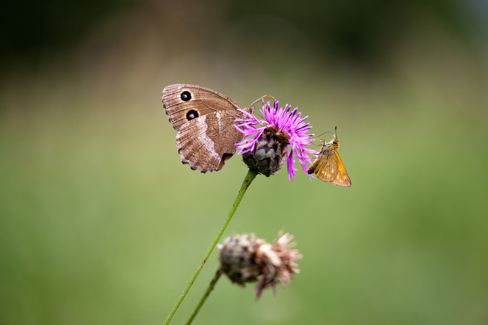 Blauauge trifft Dickkopffalter