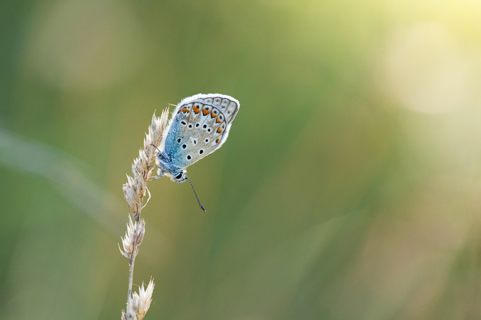 Bläuling