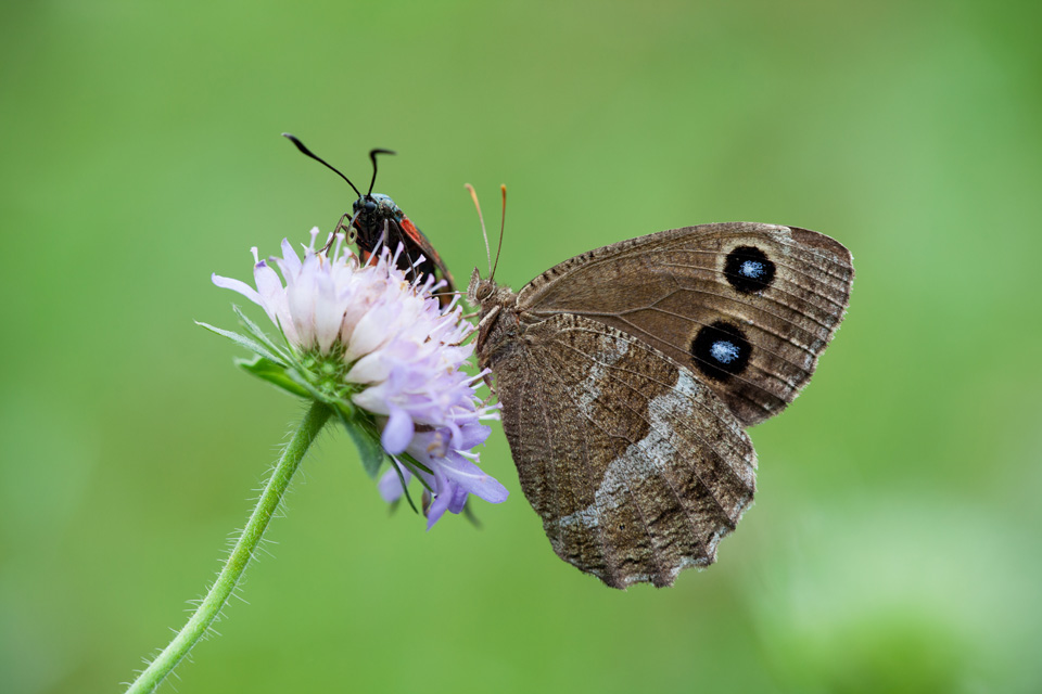 Blauauge trifft Widderchen