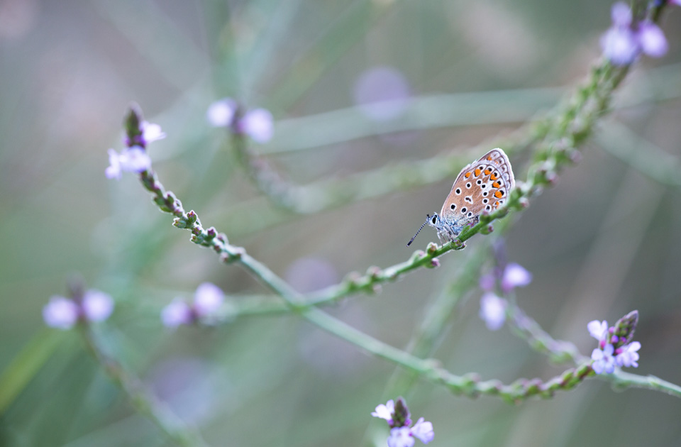 Bläuling