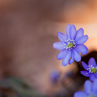 Februar