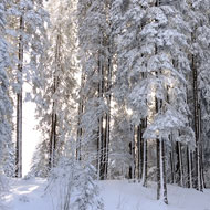 Januar